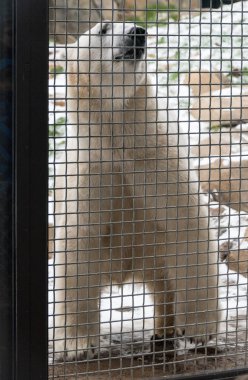 Büyük beyaz kutup ayısı çitin arkasında
