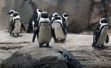 Pengiuins soğuk bir günde bir hayvanat bahçesi