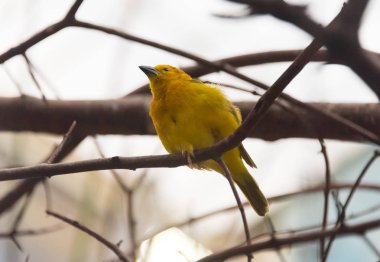 Bir ağaç dalı üzerinde oturan küçük sarı kuş