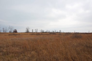 Illinois parkında michigan gölünde tarla