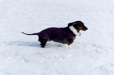 Mor paltolu bir kar parkın bes çalışan sevimli siyah dachshund