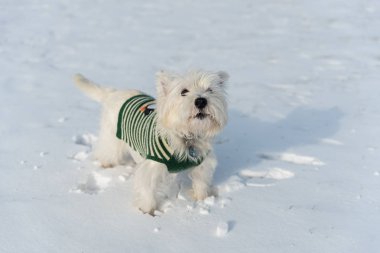 Batı dağlık beyaz korkunç bir kar parkta oynayan