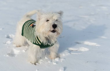Batı dağlık beyaz korkunç bir kar parkta oynayan