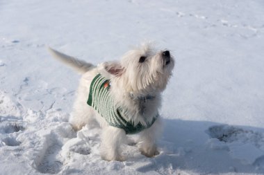 Batı dağlık beyaz korkunç bir kar parkta oynayan