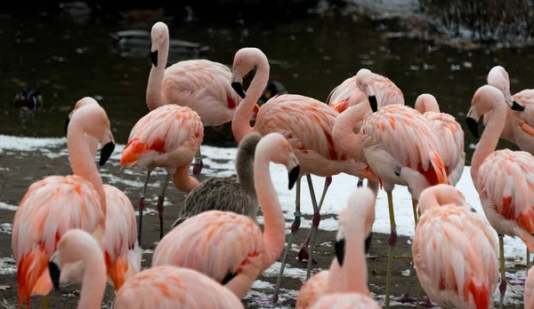 Schöne rosa Flamingos an einem Seestrand — Stockfoto