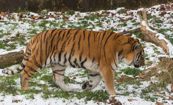 Gran tigre adulto hermoso en un zoológico —  Fotos de Stock