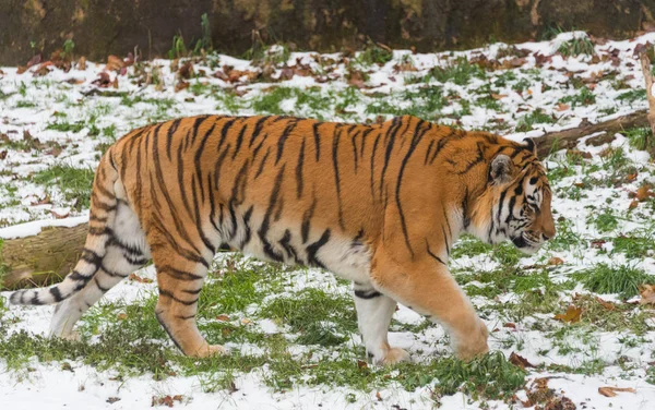 动物园里的大美女老虎 — 图库照片