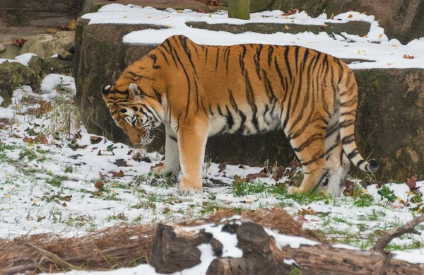 Gran tigre adulto hermoso en un zoológico —  Fotos de Stock