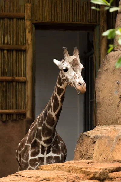 Grande belle girafe dans le zoo de la ville — Photo