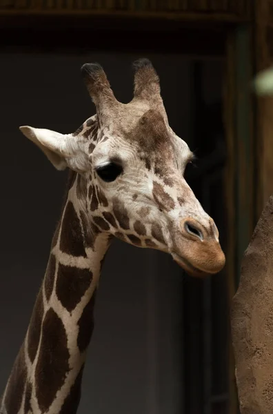 Grande belle girafe dans le zoo de la ville — Photo