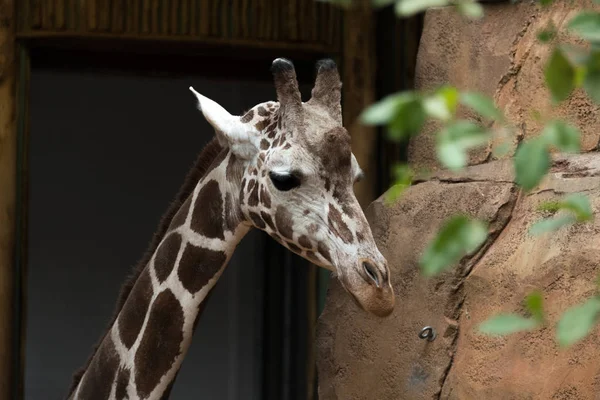 Grande belle girafe dans le zoo de la ville — Photo