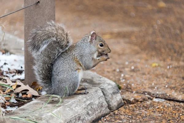 Gran ardilla comiendo una nuez en el suelo —  Fotos de Stock