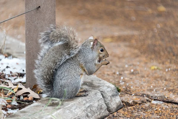 Gran ardilla comiendo una nuez en el suelo —  Fotos de Stock