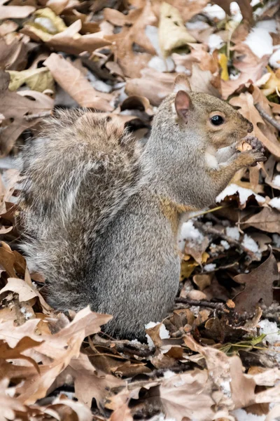 Gran ardilla comiendo una nuez en el suelo —  Fotos de Stock