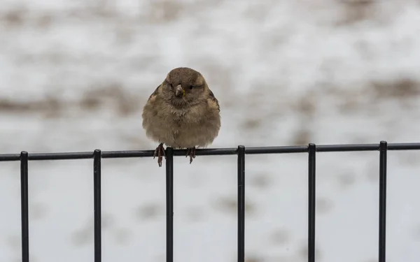Pequeno pardal sentado em uma cerca no inverno — Fotografia de Stock