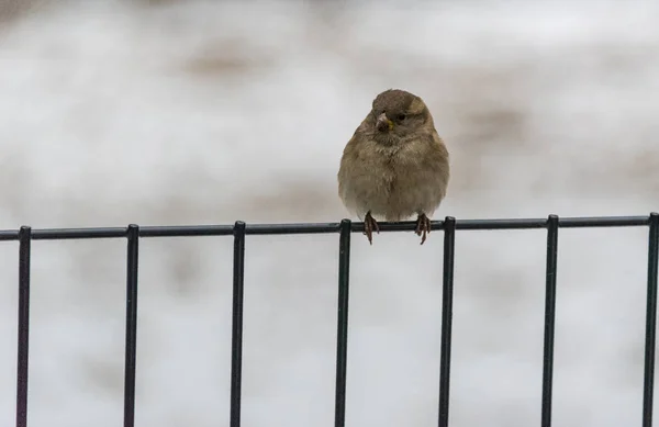 Pequeño gorrión sentado en una cerca en invierno —  Fotos de Stock