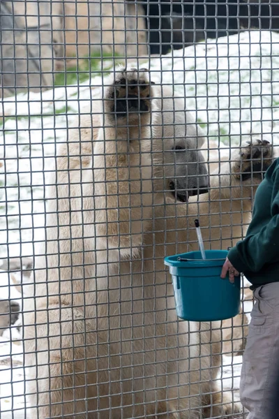 Mujer entrena a un gran oso polar blanco — Foto de Stock