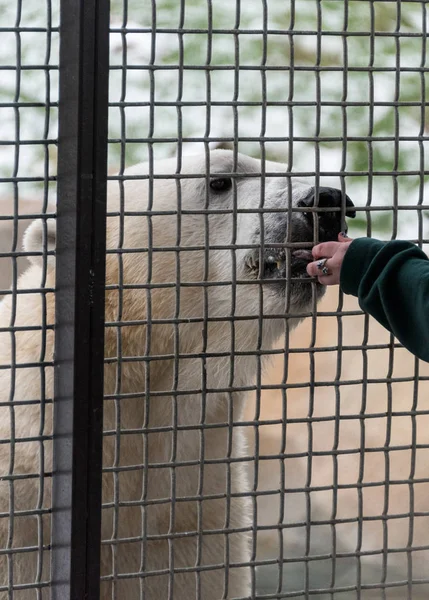 Mujer entrena a un gran oso polar blanco — Foto de Stock