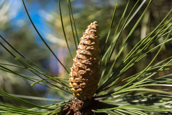 Belo cone de abeto em um pinheiro — Fotografia de Stock