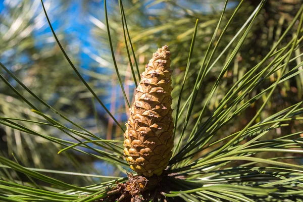 Belo cone de abeto em um pinheiro — Fotografia de Stock