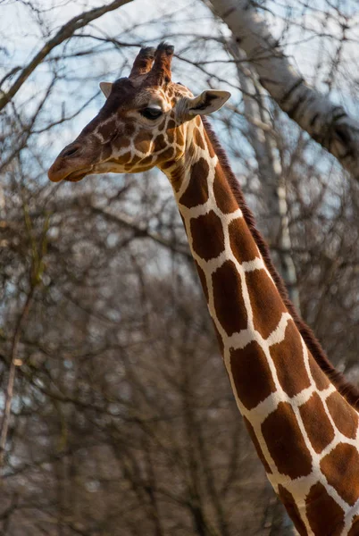 Belle grosse girafe dans un zoo de la ville — Photo