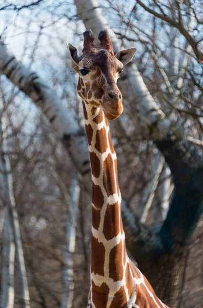 Girafa grande bonita em um zoológico da cidade — Fotografia de Stock