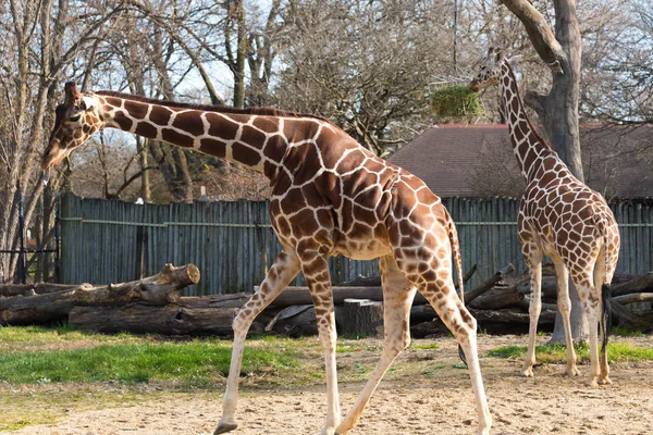 Belle grosse girafe dans un zoo de la ville — Photo