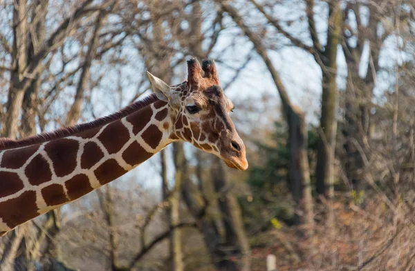 Красивый большой жираф в городском зоопарке — стоковое фото