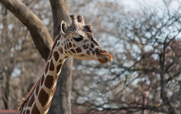 Belle grosse girafe dans un zoo de la ville — Photo