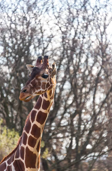 Beautiful big giraffe in a city zoo