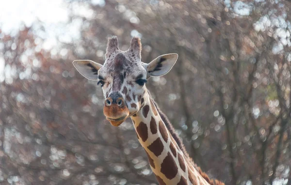 Girafa grande bonita em um zoológico da cidade — Fotografia de Stock