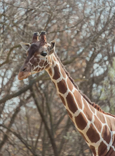 Girafa grande bonita em um zoológico da cidade — Fotografia de Stock