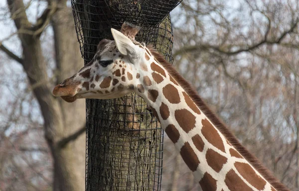 Красивый большой жираф в городском зоопарке — стоковое фото
