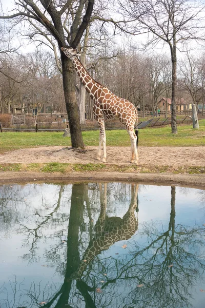 Belle grosse girafe dans un zoo de la ville — Photo
