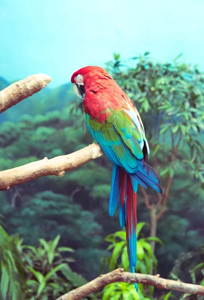 Grande hermoso loro sentado en una rama de árbol — Foto de Stock