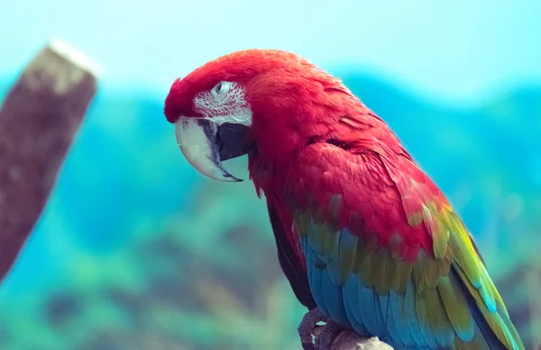 Bir ağaç dalı üzerinde oturan büyük güzel papağan — Stok fotoğraf
