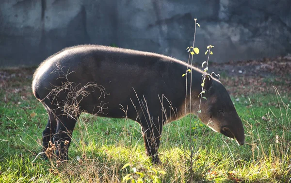 Stora vackra tapir i city zoo — Stockfoto