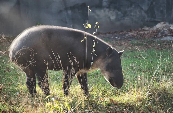 Gran tapir hermoso en un zoológico de la ciudad —  Fotos de Stock