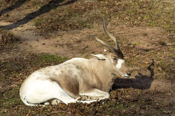 Egy állatkert-nagy régi addax — Stock Fotó