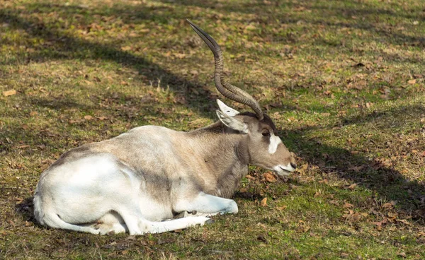 Un viejo addax en un zoológico de la ciudad — Foto de Stock