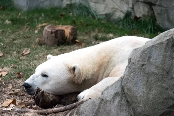 Grand ours polaire blanc dans un zoo — Photo