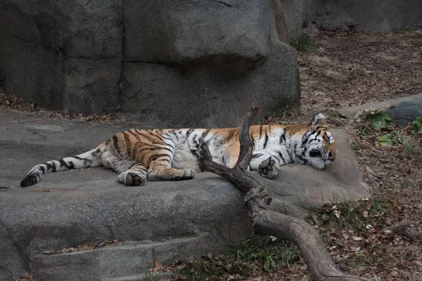 Gran tigre durmiendo en un zoológico de la ciudad —  Fotos de Stock