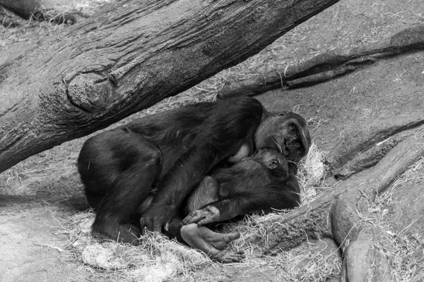 Gorila con su bebé en un zoológico —  Fotos de Stock