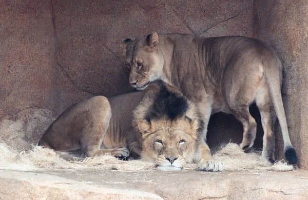 古いライオンと動物園の雌ライオン — ストック写真