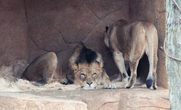 Old lion and lioness in a zoo