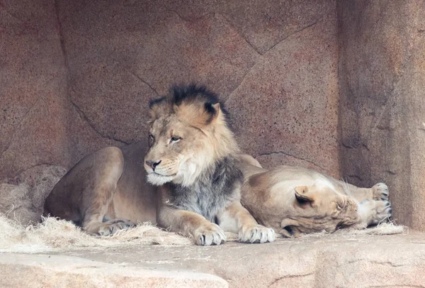 古いライオンと動物園の雌ライオン — ストック写真