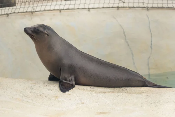 Pequeno filhote de foca de bebê em um zoológico — Fotografia de Stock