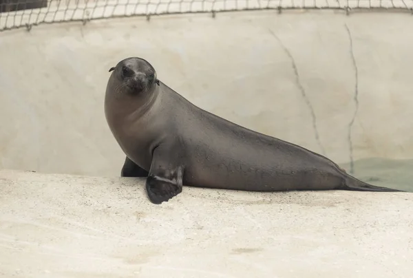 Pequeno filhote de foca de bebê em um zoológico — Fotografia de Stock