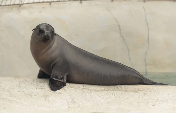 Pequeno filhote de foca de bebê em um zoológico — Fotografia de Stock