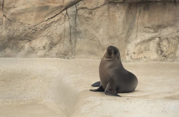 Pequeno filhote de foca de bebê em um zoológico — Fotografia de Stock